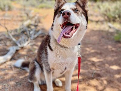 Hello my name is Shiro