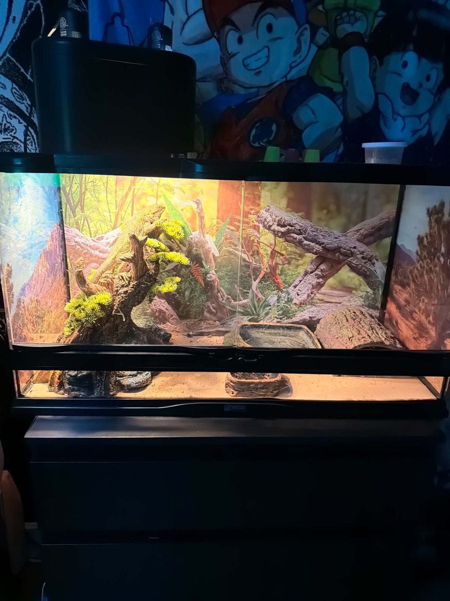 Bearded dragon and bearded dragon cage