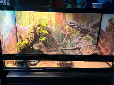 Bearded dragon and bearded dragon cage