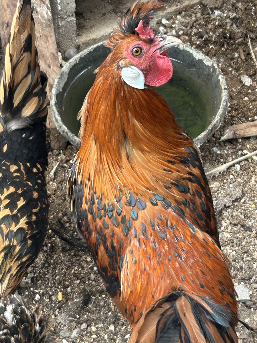 Golden Appenzeller Spitzhauben Rooster