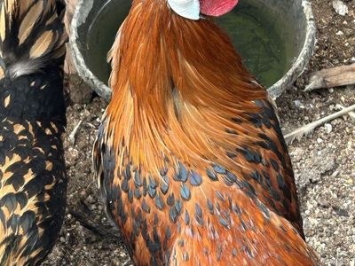 Golden Appenzeller Spitzhauben Rooster