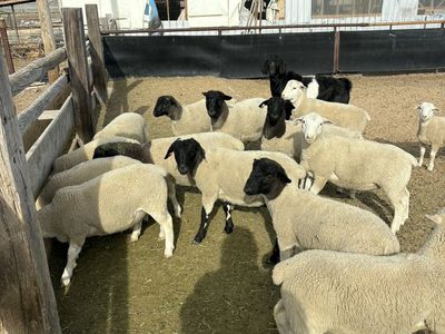 Black Head Dorper Stud Rams