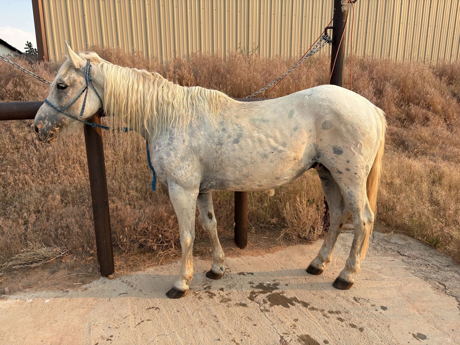 Large pony gelding
