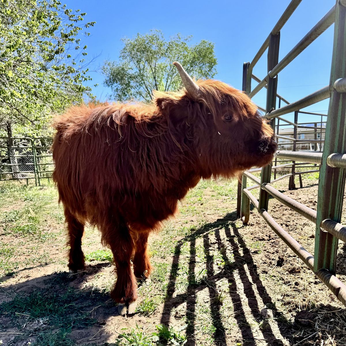 Highland Heifer AtAuction May 30th