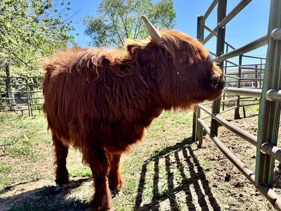 Highland Heifer AtAuction May 30th