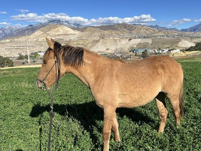 Dun Mustang Filly