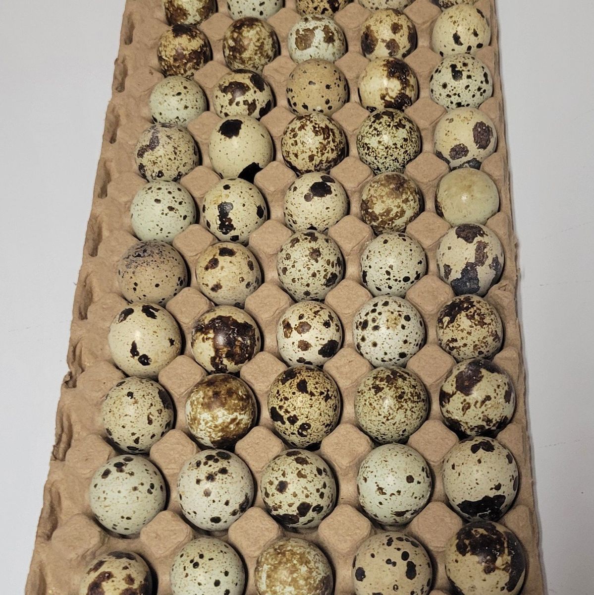 Quail eggs