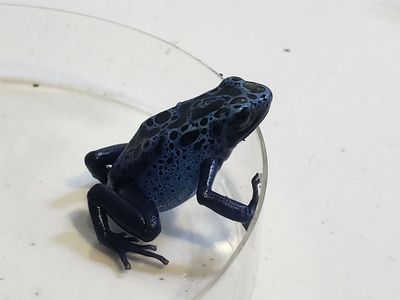 Azureus blue dart frog