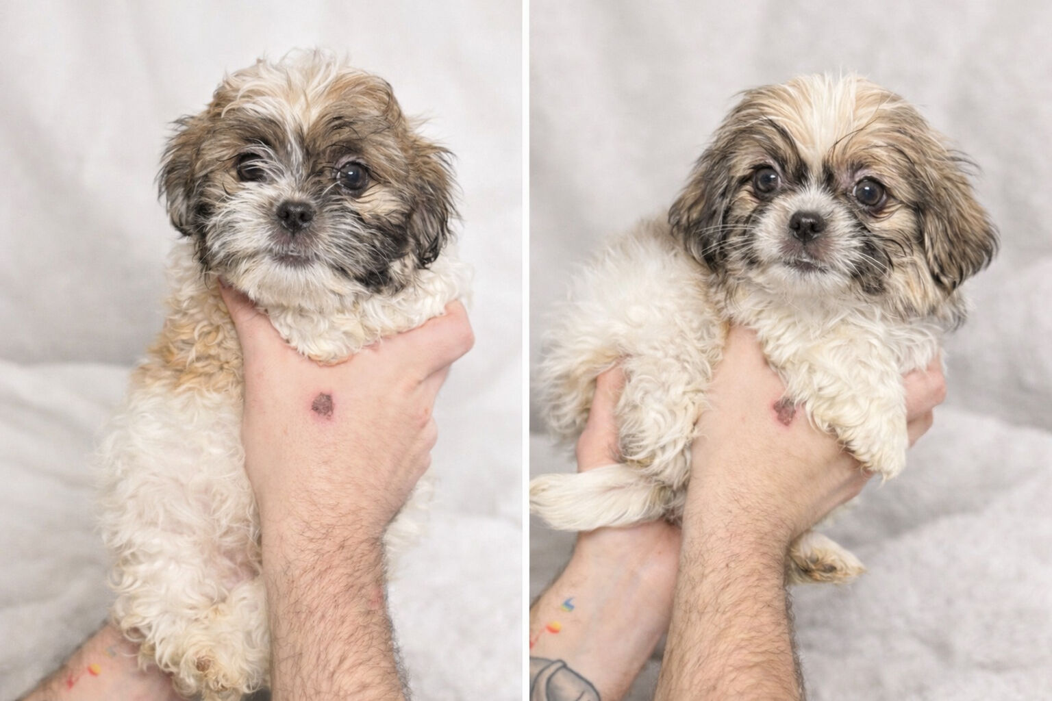 Pekingese X Yorkie Puppies Ready