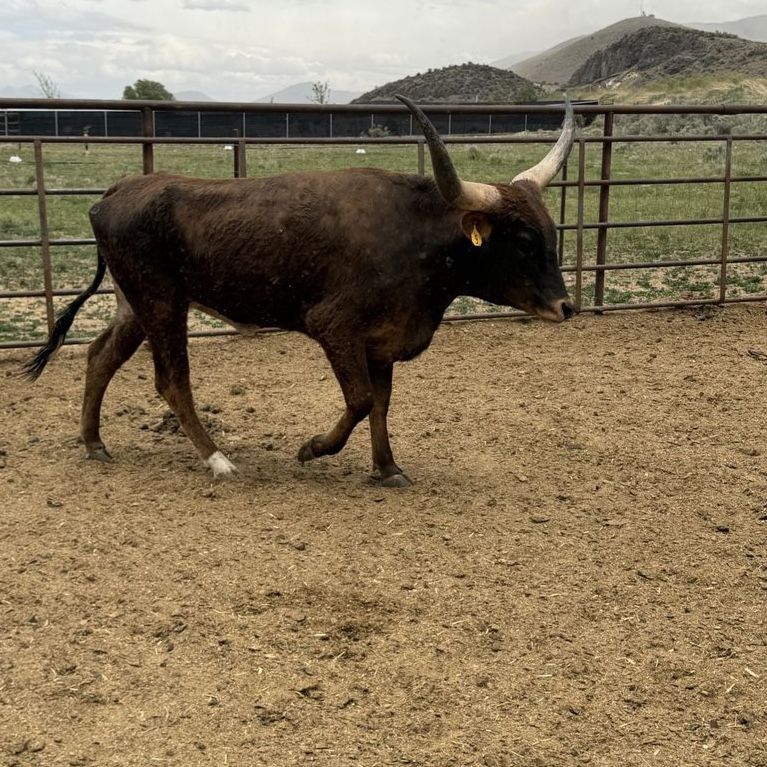 Longhorn heifer