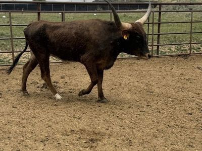Longhorn heifer