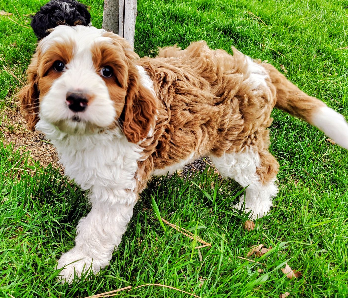 Multi-Gen BERNESE CAVAPOO Puppies Bernedoodles Mountain Poodle Cavalier F1B Tri-color