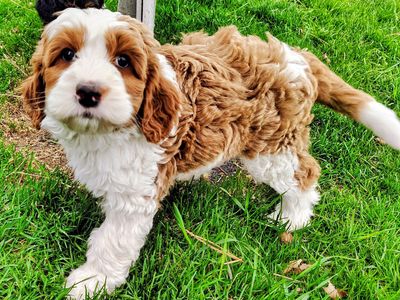 Multi-Gen BERNESE CAVAPOO Puppies Bernedoodles Mountain Poodle Cavalier F1B Tri-color