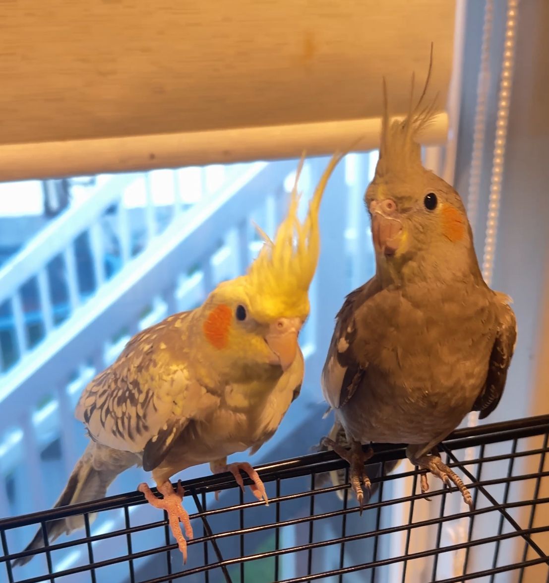 Cockatiels 