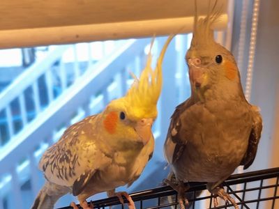 Cockatiels