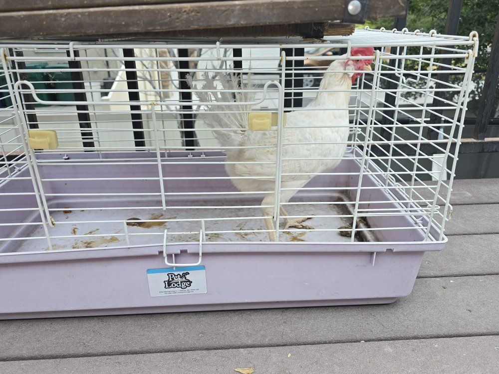 laying hen