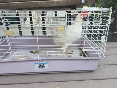 laying hen
