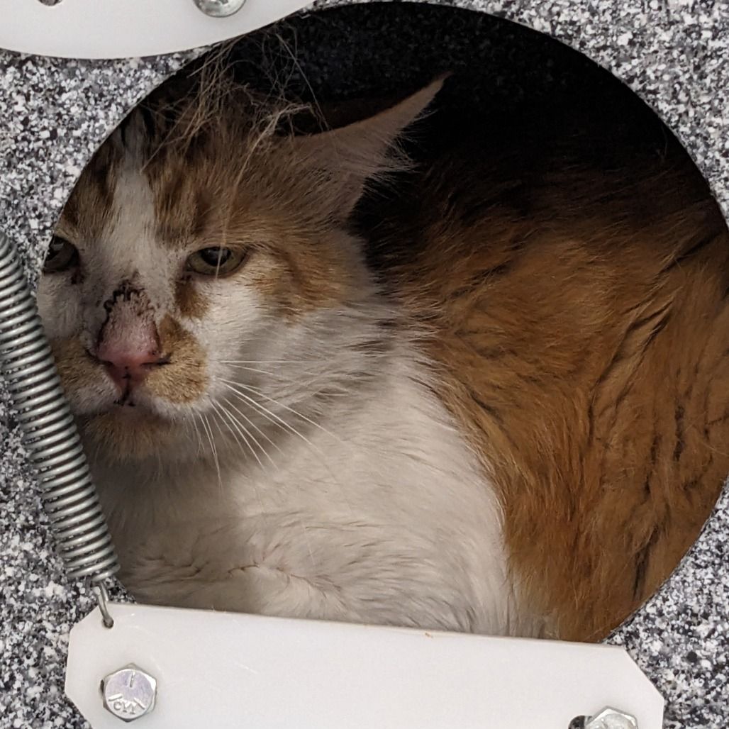Hello my name is Scar