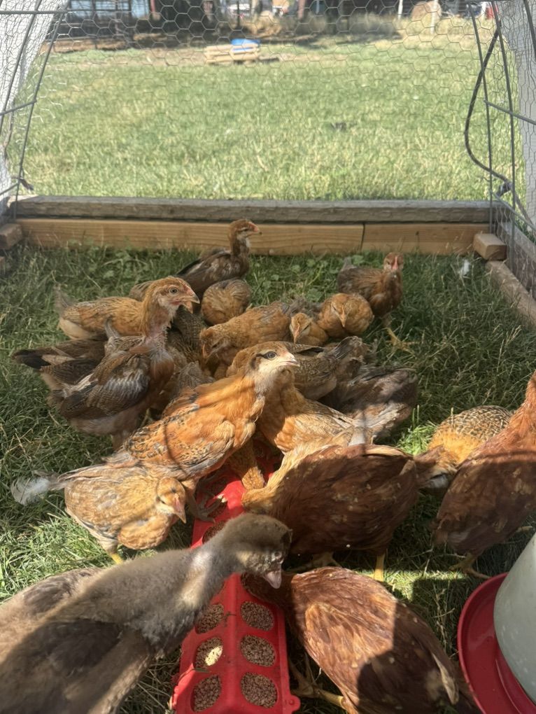 Welbar And Easter Egger Pullet Chicks