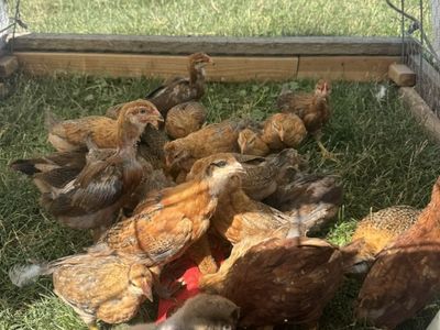 Welbar And Easter Egger Pullet Chicks
