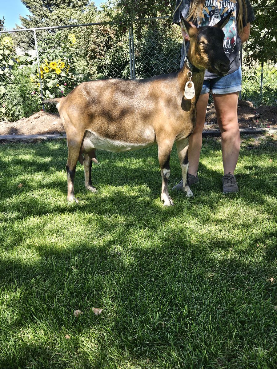 ADGA French Alpine Doe