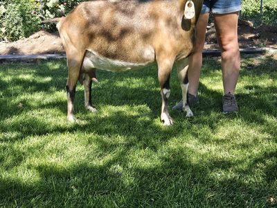 ADGA French Alpine Doe