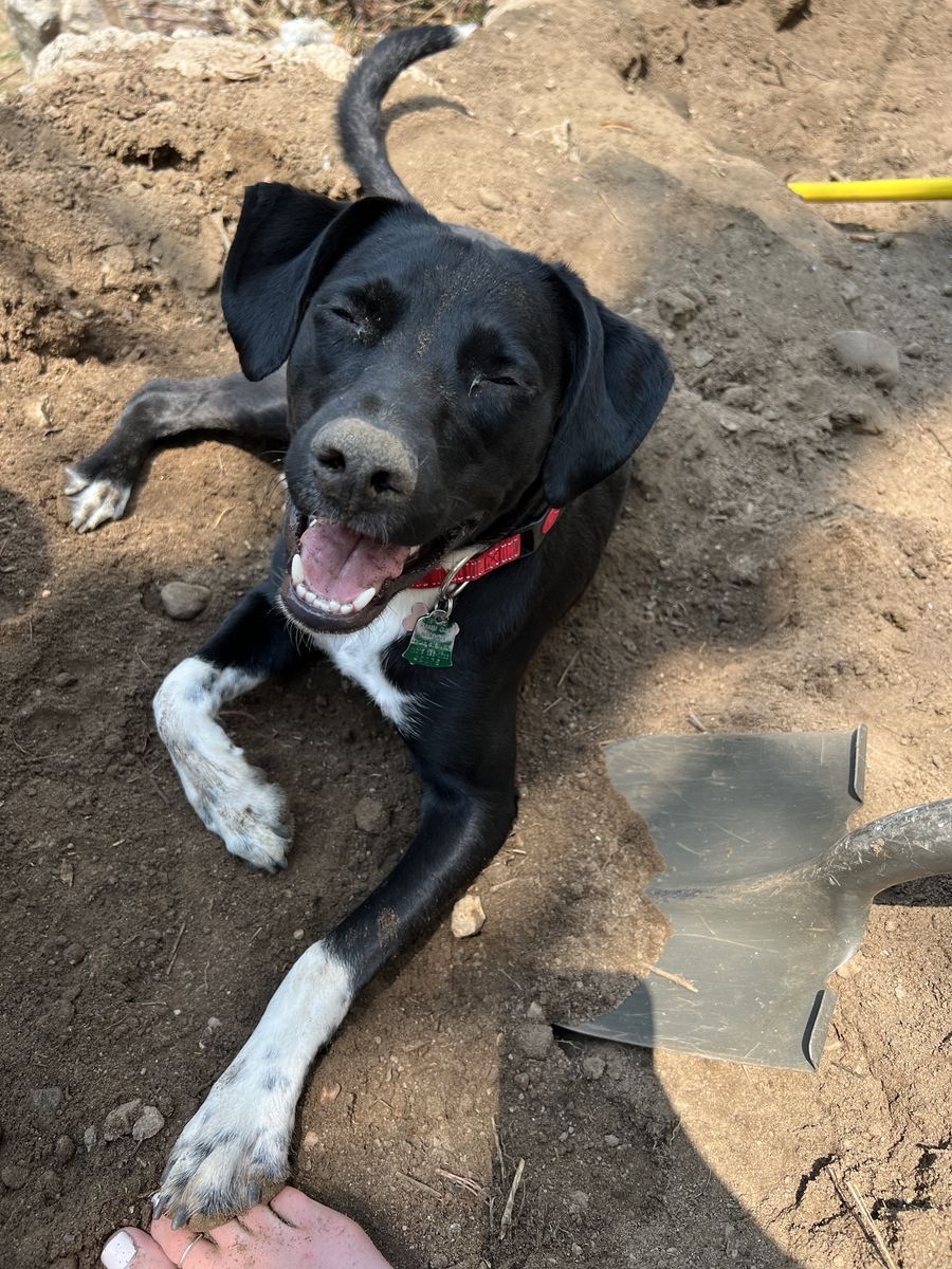 Duke 🦴