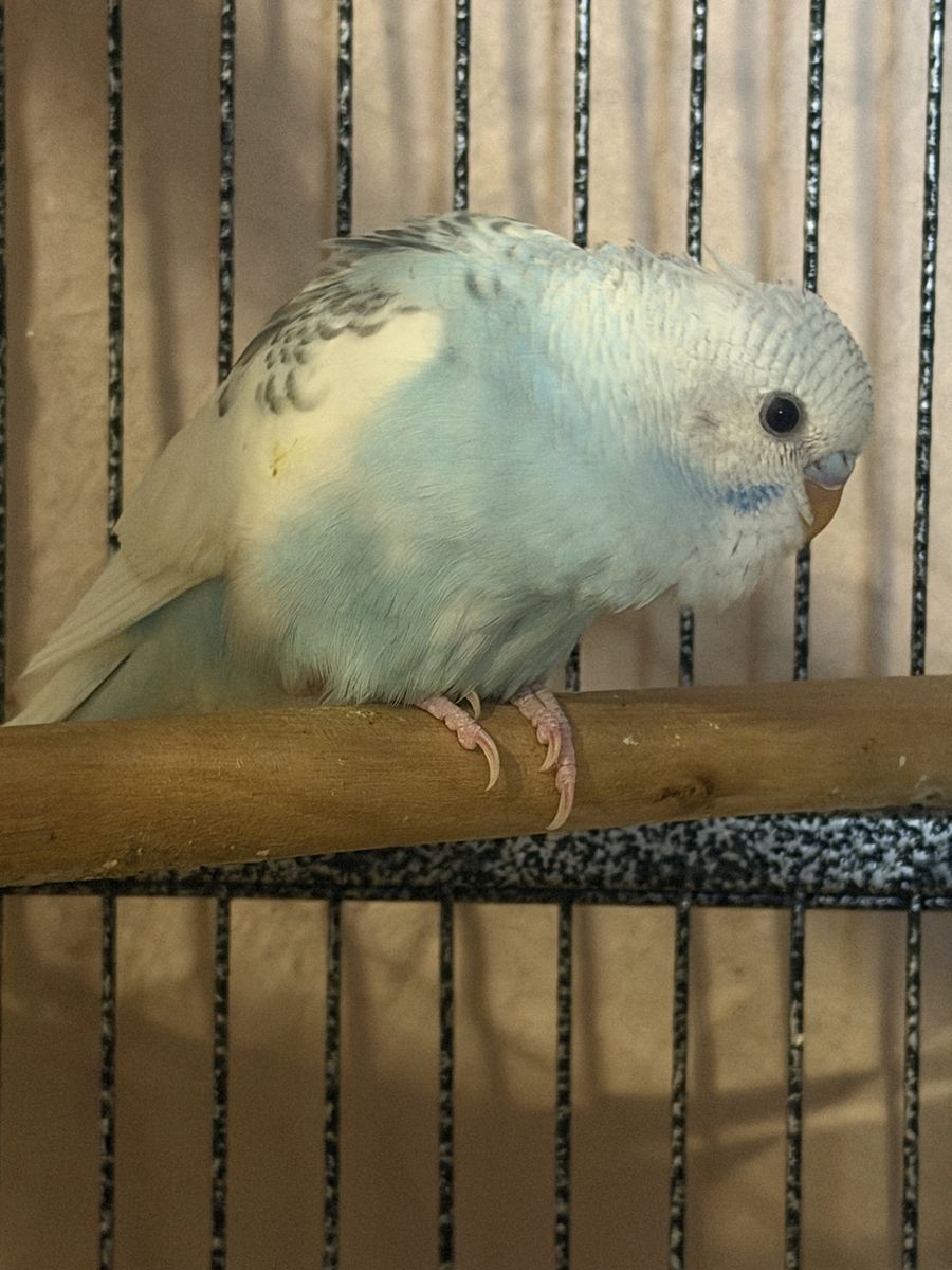 100 for both! Pairs Baby Parakeet / Budgie- Beautiful Blue and White Feathers