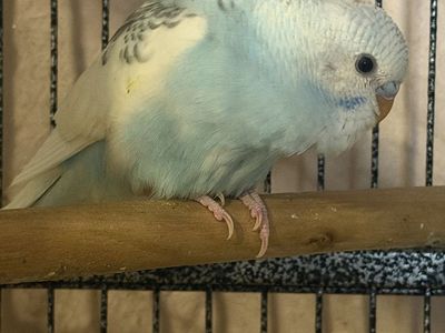 100 for both! Pairs Baby Parakeet / Budgie- Beautiful Blue and White Feathers