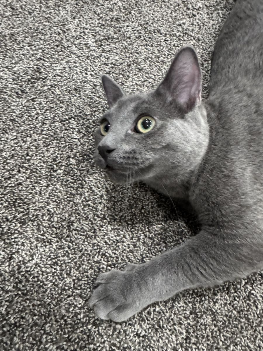 Neutered Male Russian Blue Kitten named Chosen. $1,100. Born February 1, 2026. Has had all shots & been microchipped.