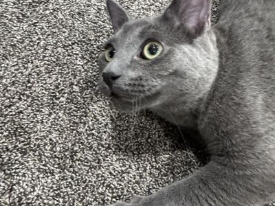 Neutered Male Russian Blue Kitten named Chosen. $1,100. Born February 1, 2026. Has had all shots & been microchipped.