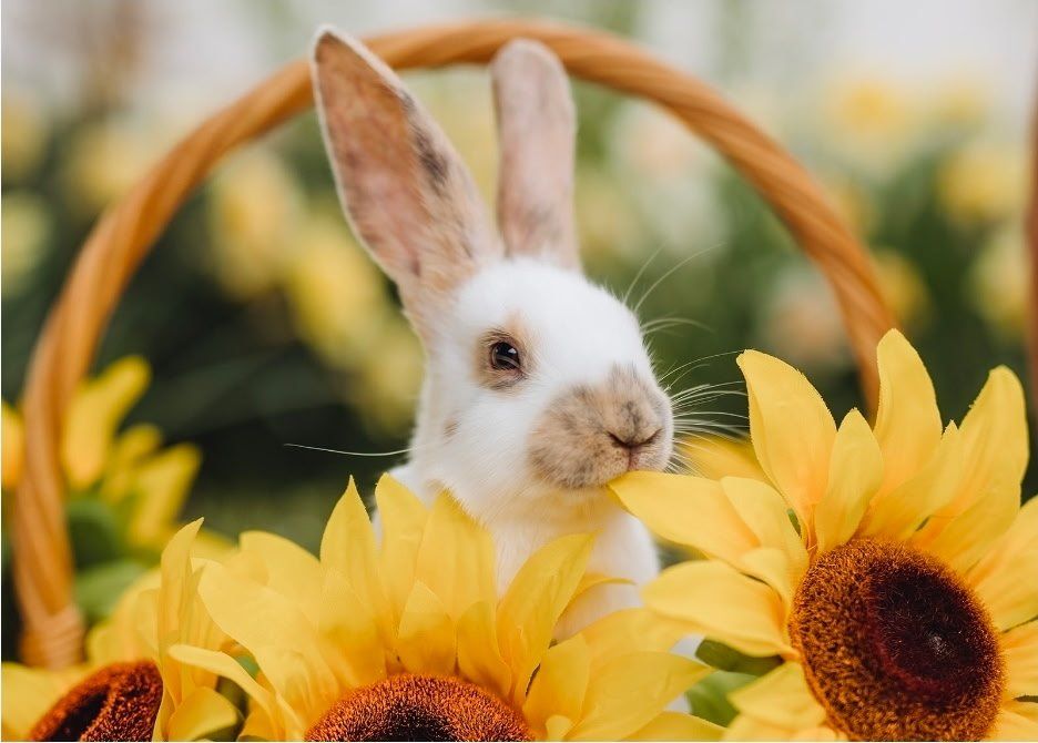 Rhinelander Rabbitry