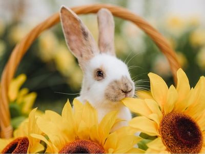 Rhinelander Rabbitry