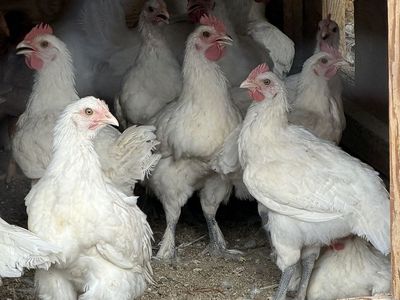 Bresse - eggs, chicks, pullets