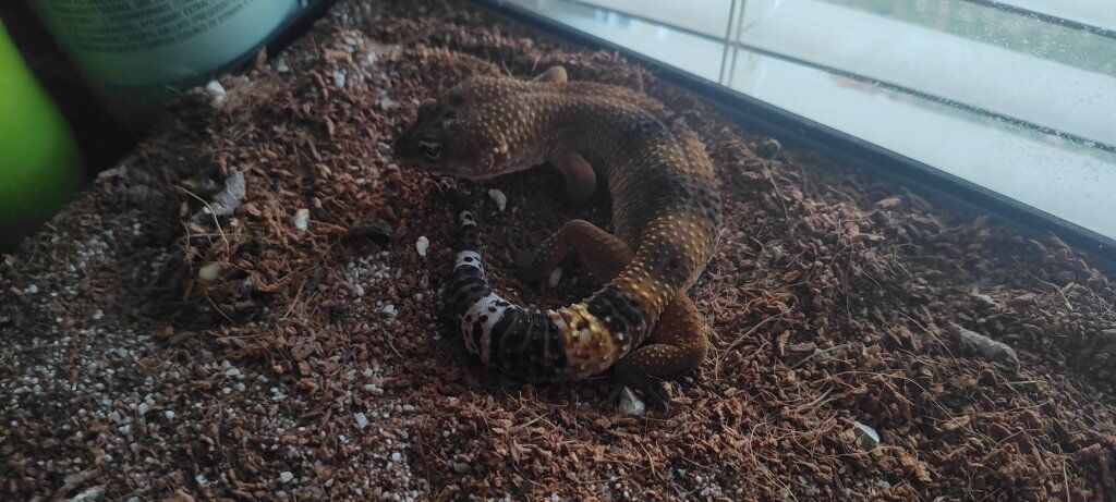 Albino eclipse black night blood/mandarine gecko