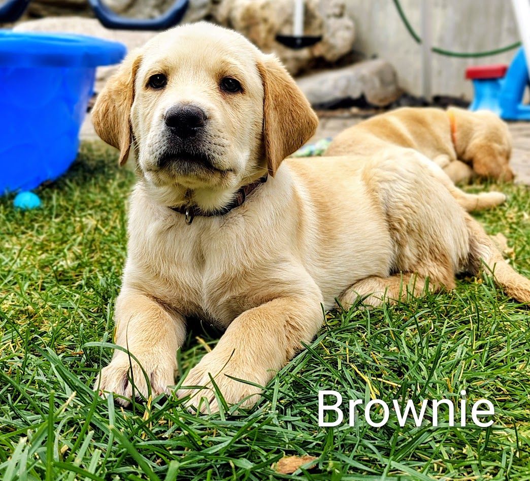 Purebred AKC Registered Labrador Retriever Puppy Dogs, lab puppies, puppy for sale