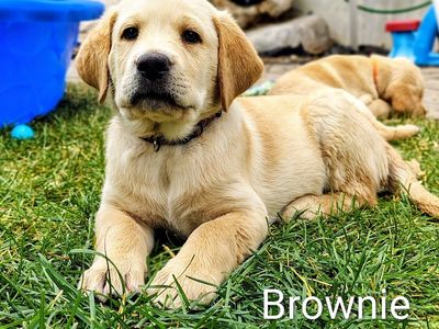 Purebred AKC Registered Labrador Retriever Puppy Dogs, lab puppies, puppy for sale