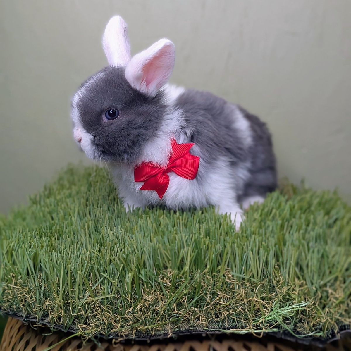 pure Holland lop buck
