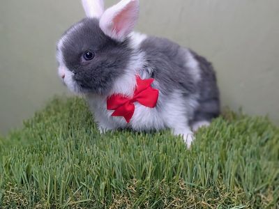 pure Holland lop buck