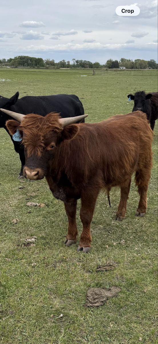 Highland cross yearling steer