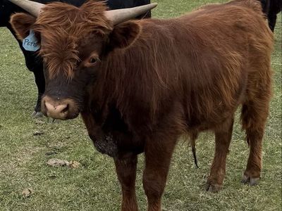 Highland cross yearling steer