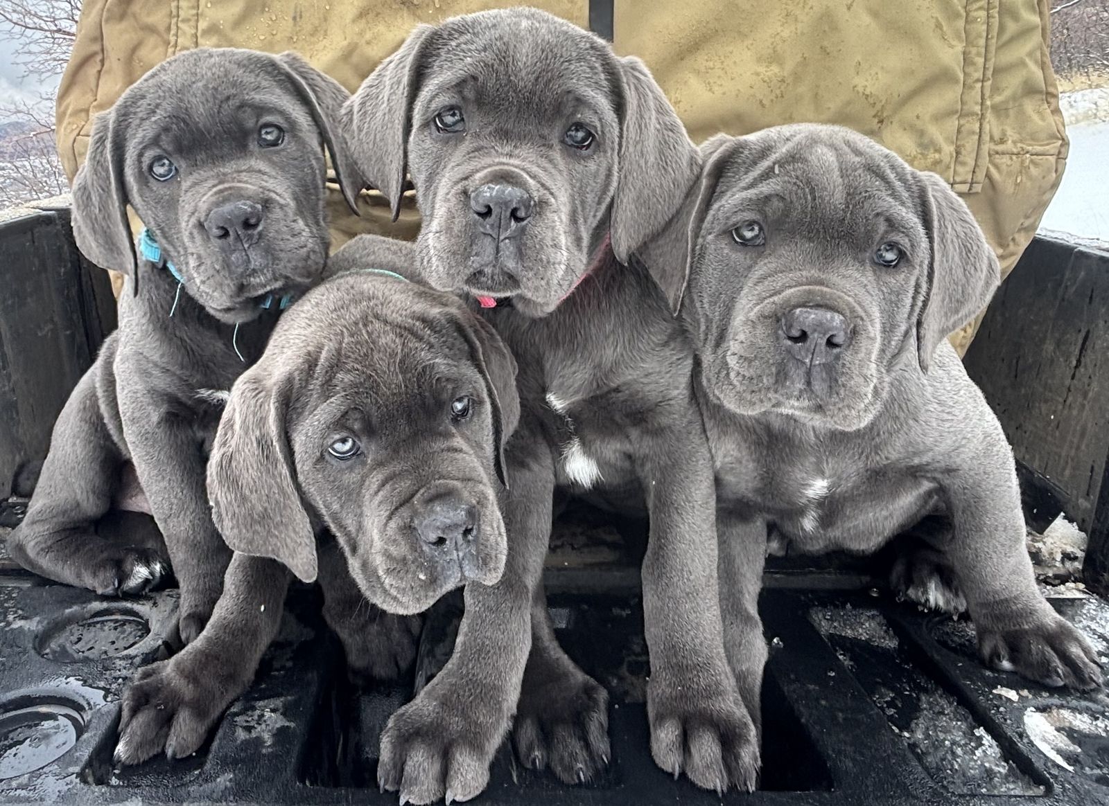 Cane Corso Puppies