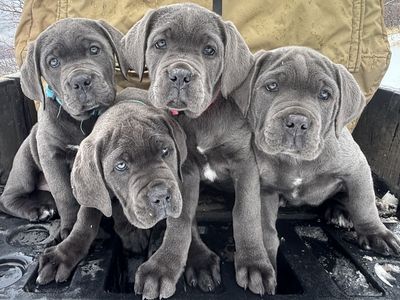 Cane Corso Puppies