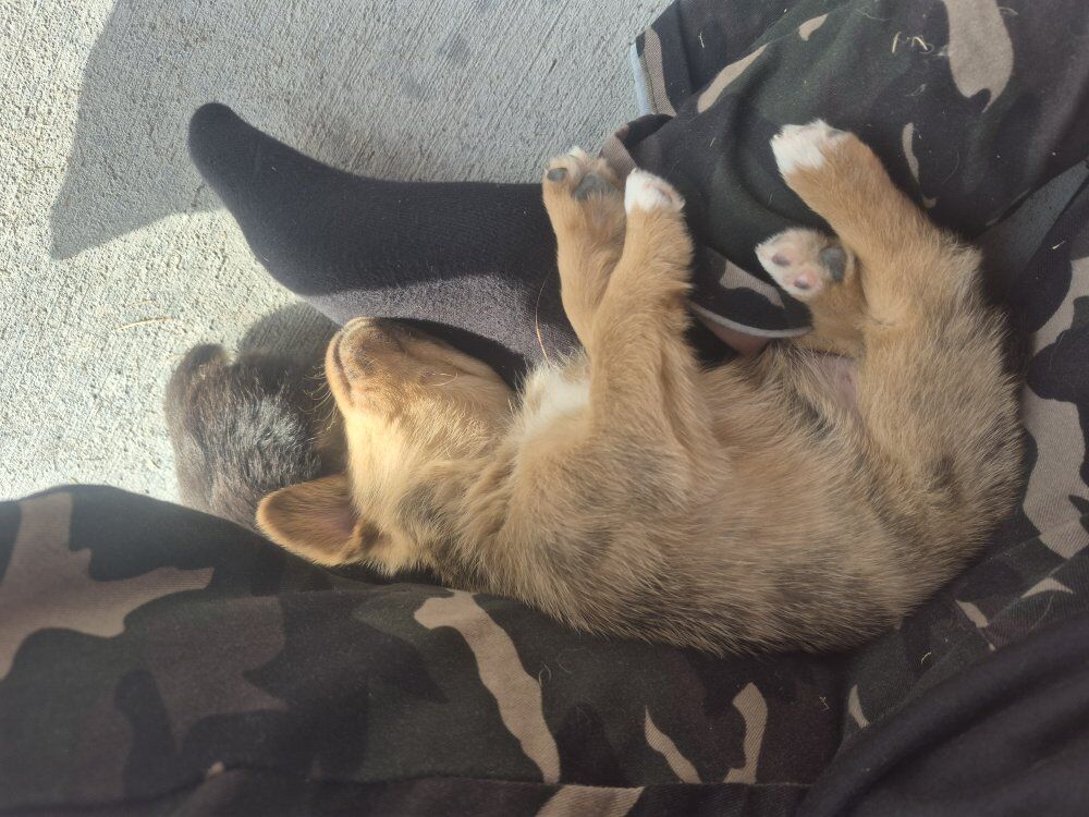 Corgi Chihuahua puppy