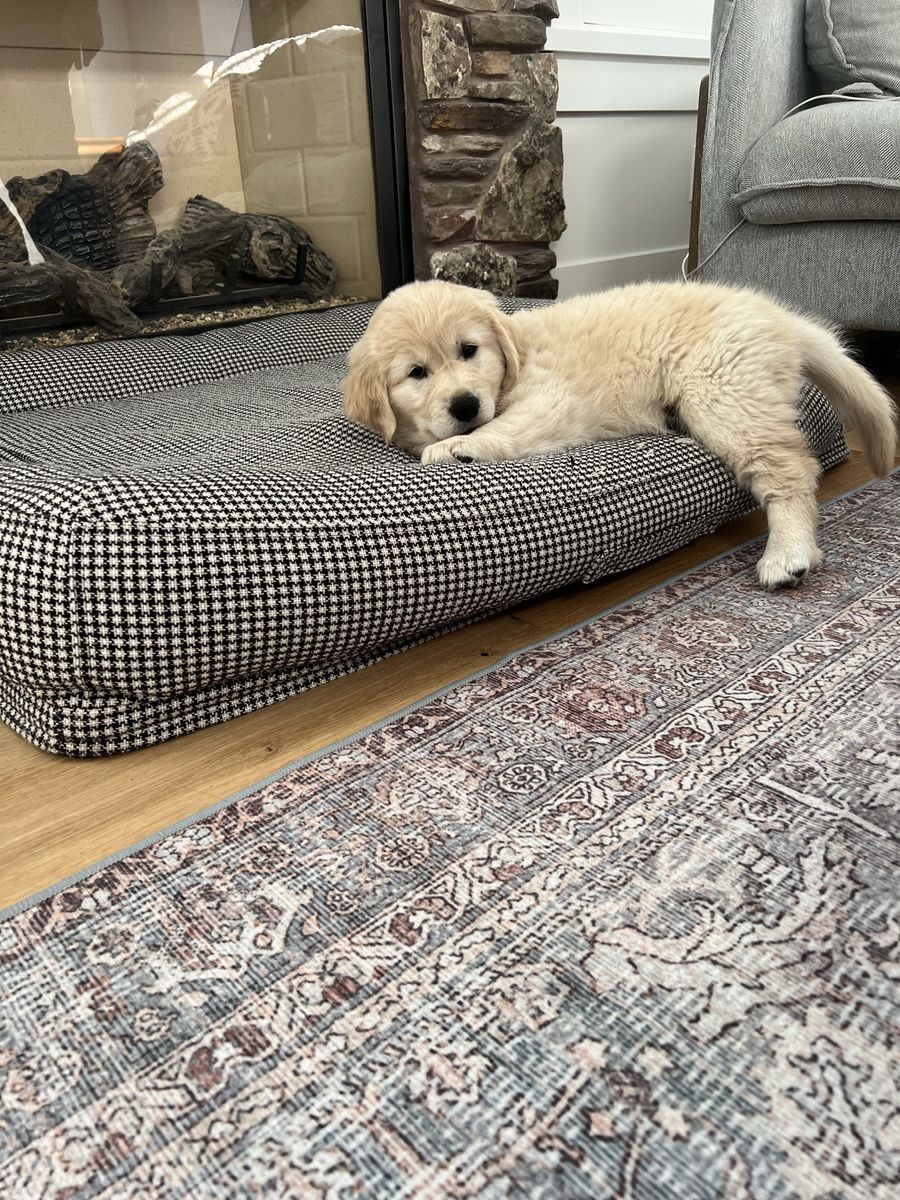 Pure bred 8 week old male golden retriever puppy