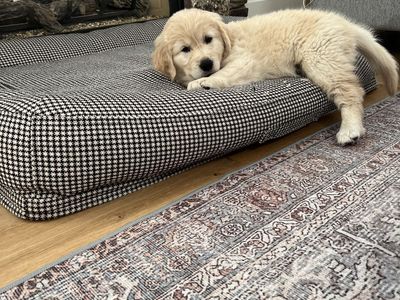 Pure bred 8 week old male golden retriever puppy