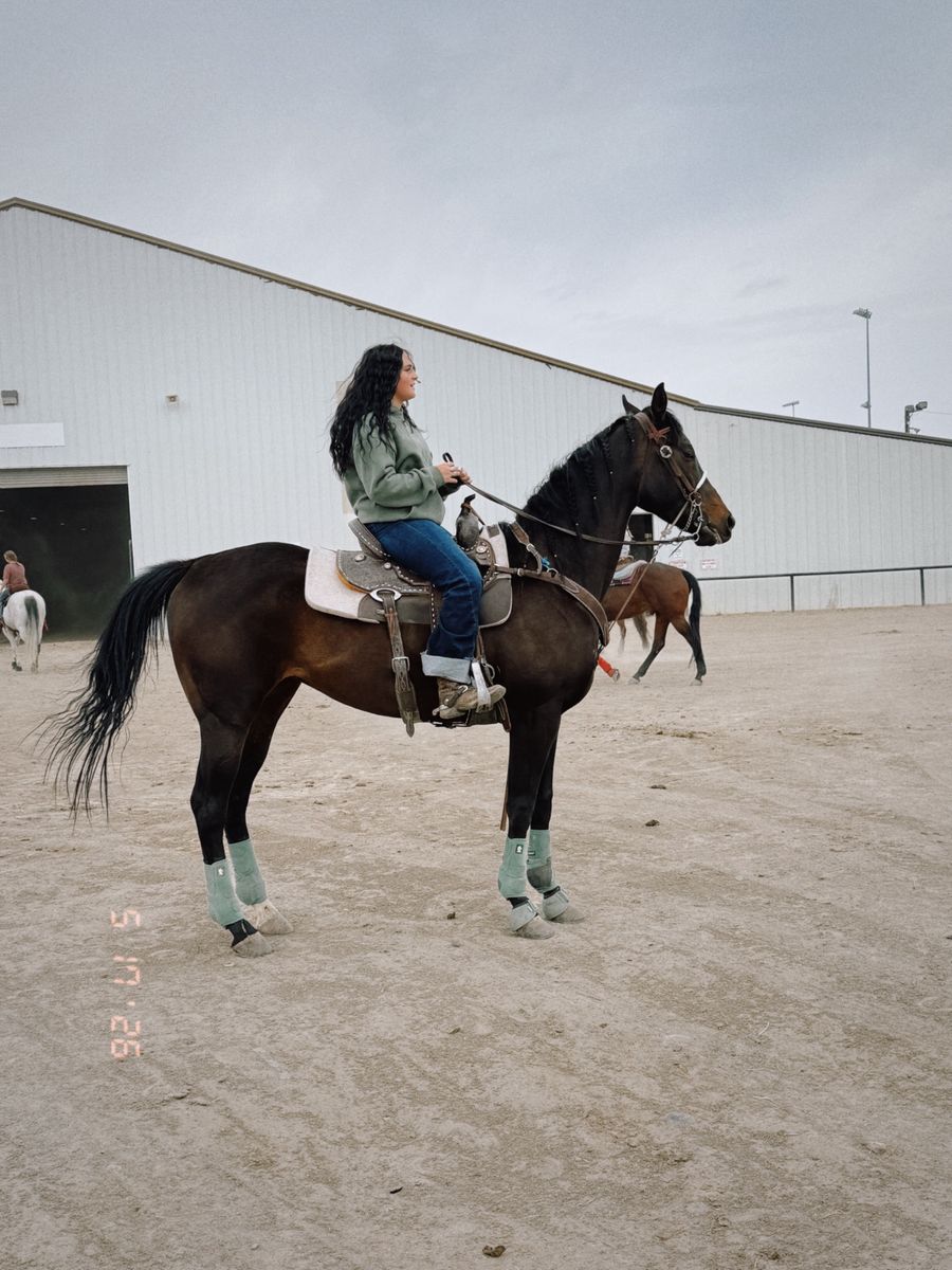 6 year old Appendix Mare