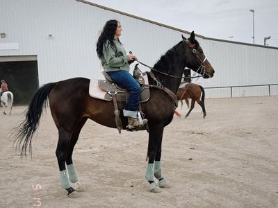 6 year old Appendix Mare