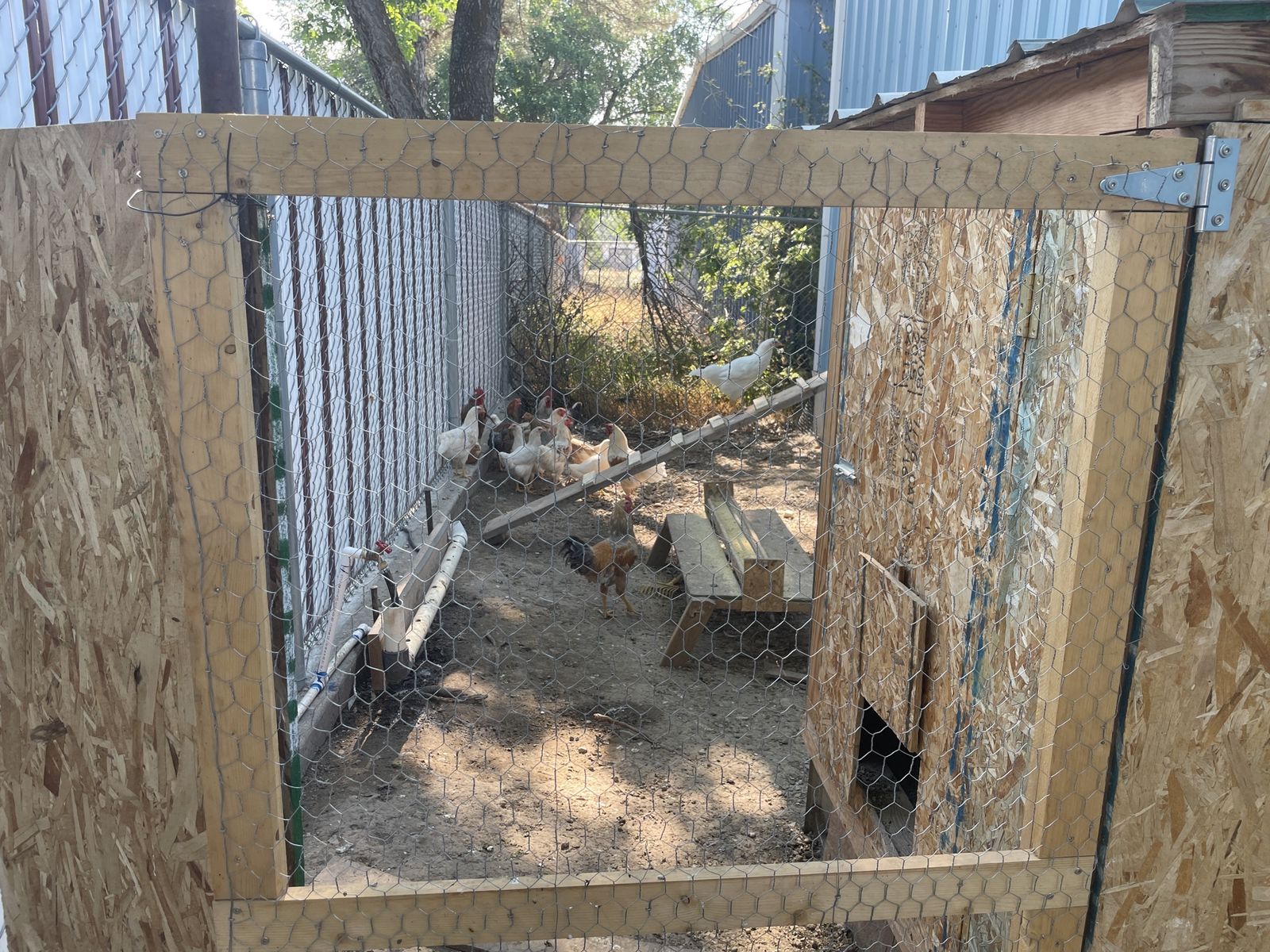 Leghorn cross roosters