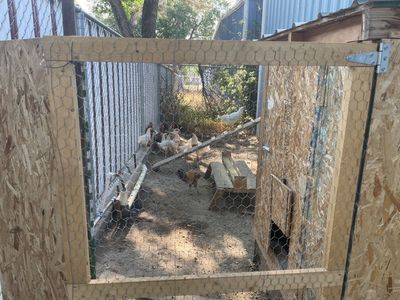Leghorn cross roosters